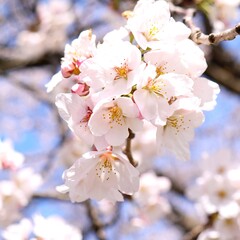 日本の満開の桜の花