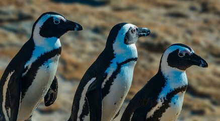 Obraz premium Penguins in South Africa 