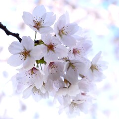 日本の満開の桜の花