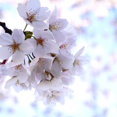 日本の満開の桜の花