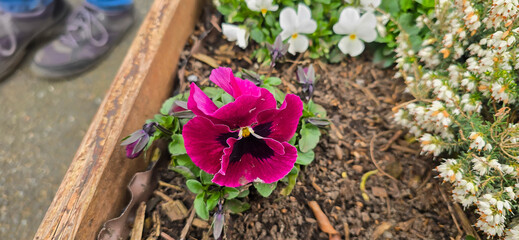 Colorful pansies or purple violets in spring awaken spring feelings and are a magnificent flower...