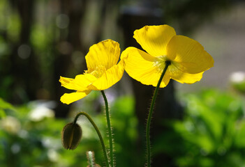 Obraz premium 春風に揺れる庭に咲く黄色いポピー