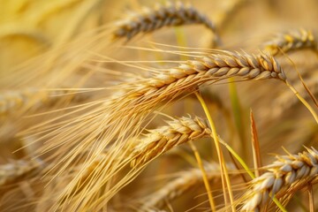 Fototapeta premium Textured Barley wheat background. Cereal farm. Generate Ai