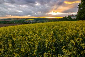 Landscape at sunrise. Beautiful morning landscape with fresh yellow rapeseed fields in spring....