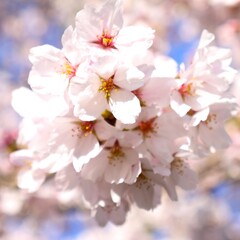 日本の満開の桜の花