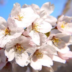 日本の満開の桜の花