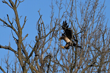 Juvenile first year Bald Eagle in flight with wings spread landing in a tree