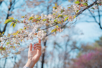 桜の花に手をかざす