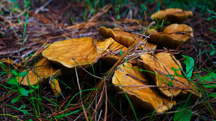 Slippery cow Mushroom. Australian forest Mushrooms