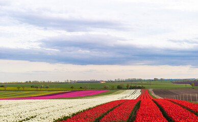 Tulpenfeld mit vielen verschiedenen Farben
