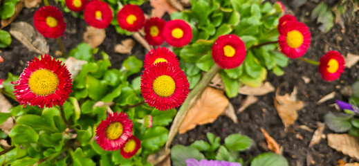 Sunny red bellis perennis in the garden in spring