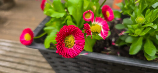 Sunny red bellis perennis in the garden in spring © FlorianSchultze