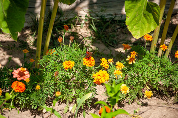Beautiful orange marigold flower. Bright orange tagetes, African marigolds flower. Orange head...