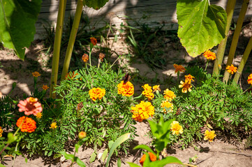 Kenikir or Tagetes erecta. This plant has very strong aroma but has very beautiful flowers, has bright orange or yellow flowers mexico latina america. Nature