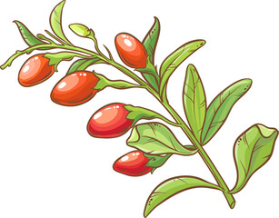 Goji Branch Colored Detailed Illustration