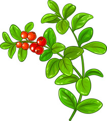 Lingonberry Branch Colored Detailed llustration