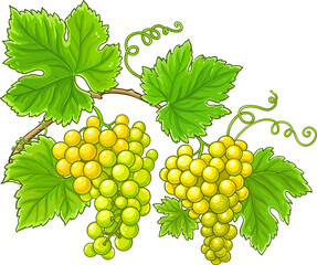 Grapes  Branch  Colored Detailed Illustration.