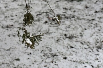 snow on cypress branches in winter close up, cloudy day