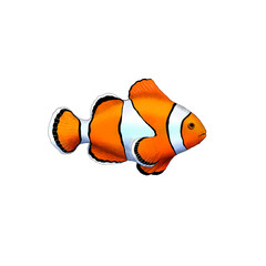 Isolated realistic illustration of a clownfish
