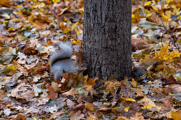 Red squirrel in the autumn forest in its natural habitat . Portrait of a squirrel close up. The forest is full of rich warm colors.