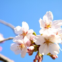 日本の満開の桜の花