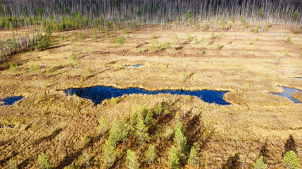 Aerial landscape of green autumn trees, dark expanse of water and yellow grass on a sunny swamp, top view.