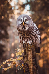 Great gray owl sits on a tree trunk in the autumn forest and smiles