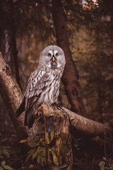 Great gray owl sitting on a broken tree in the autumn forest