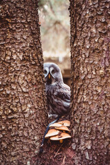 Great gray owl sits between tree trunks in the autumn forest