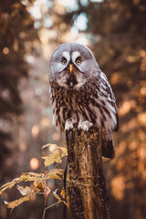 Great gray owl sitting on a tree trunk in the autumn forest
