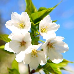 日本の満開の桜の花