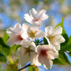 日本の満開の桜の花