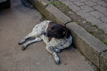 Lonely dog lies on the sidewalk. 