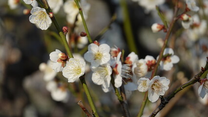 梅の花
