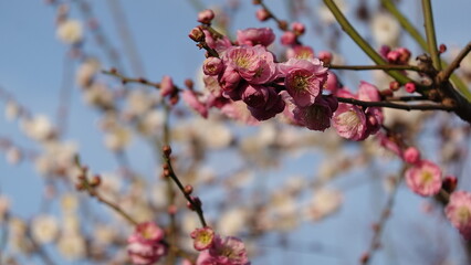 梅の花