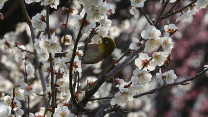 梅の花とメジロ