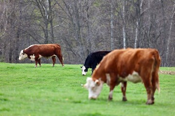 Naklejka na ściany i meble cows in a pasture