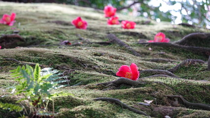 しだれ梅と落ち椿