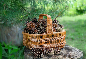 Wicker basket with ripe brown pine cones in forest, natural background. pine tree cones picking for...