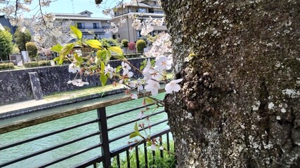 Lake Biwa canal, cherry blossoms, Kyoto, Japan