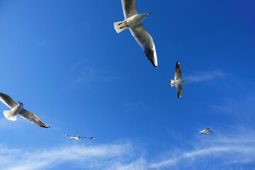 Close up seagulls flying over blue sunny sky