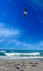 flying seagull over sandy sunny beach