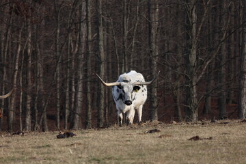 cow in the field