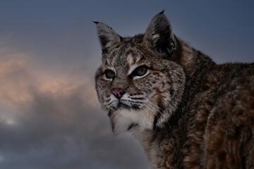 Close up portrait of a Bobcat
