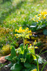 Perennial garden flower Primula veris with yellow petals close-up. Floral beautiful background with flowering plants, macro, selective focus.