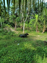 The Carabao is a swamp type domestic Water Buffalo  