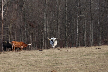 Stare down with a longhorn