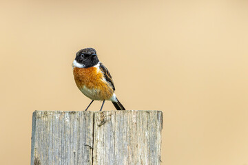 Male Stonechat with a beautiful bokeh background in Richmond Park