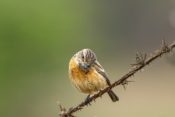 Female Stone chat on a thorny branch in Richmond Park with a beautiful bokeh background
