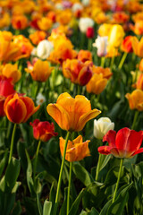 Colors of spring - blossoming orange, red, yellow and white tulips in the garden